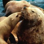 singa laut Steller diklasifikasikan