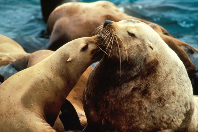 singa laut Steller diklasifikasikan