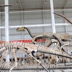 tyrannosaurus terbesar di Asia