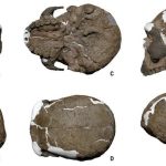 Yunxian 2 bukanlah Homo