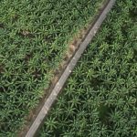 ekspor biodiesel Indonesia