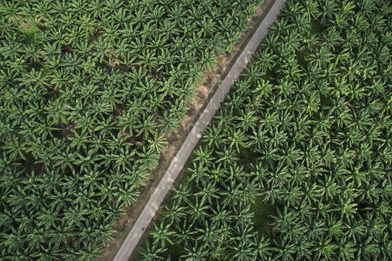 ekspor biodiesel Indonesia