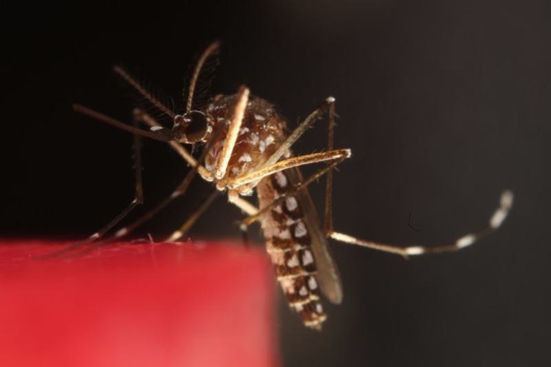 malaria tanpa gejala