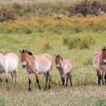 kuda Przewalski tercatat sebagai