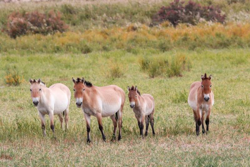 kuda Przewalski tercatat sebagai