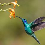 Indonesia has 20 species of humming birds
