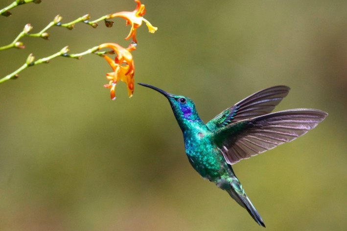 Indonesia has 20 species of humming birds