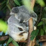 koala di Pulau Kanguru