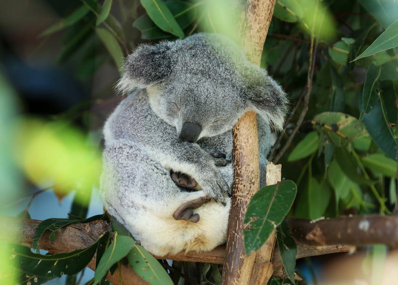 koala di Pulau Kanguru