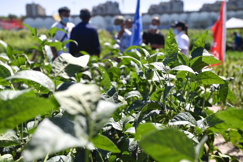 galur baru kedelai berkualitas