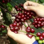 Indonesian coffee exports