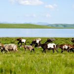 Genangan air di lahan