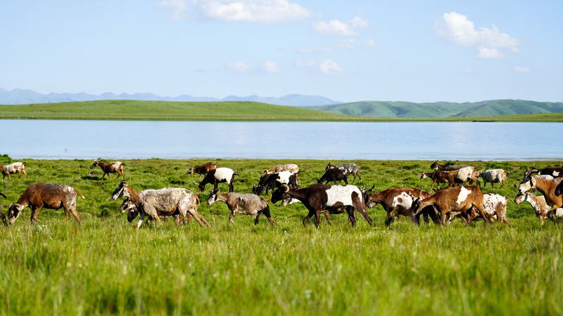 Genangan air di lahan