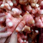 Lengkuas efektif untuk mendukung