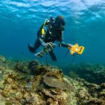 Hiu Lentera Australia Barat