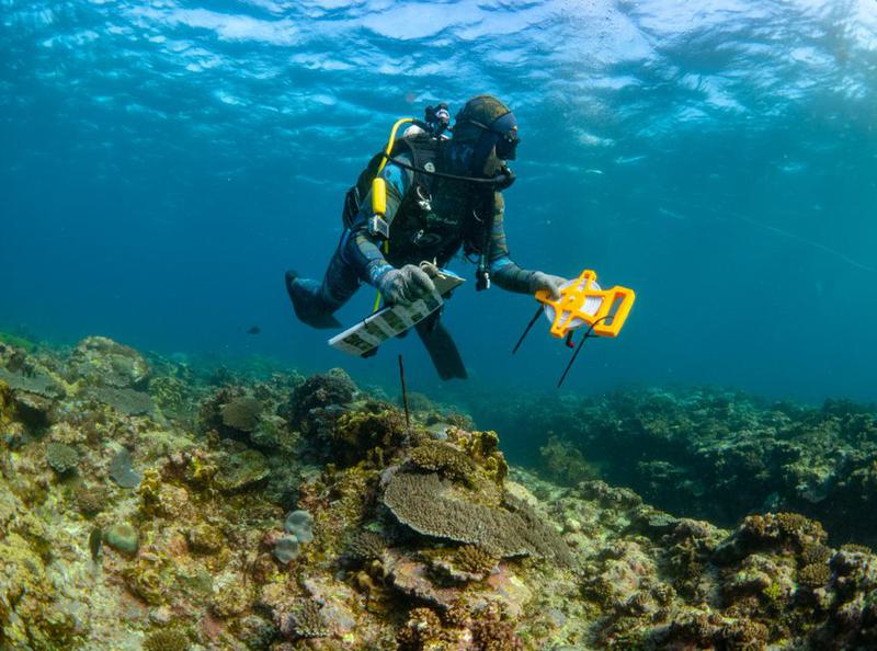 Hiu Lentera Australia Barat