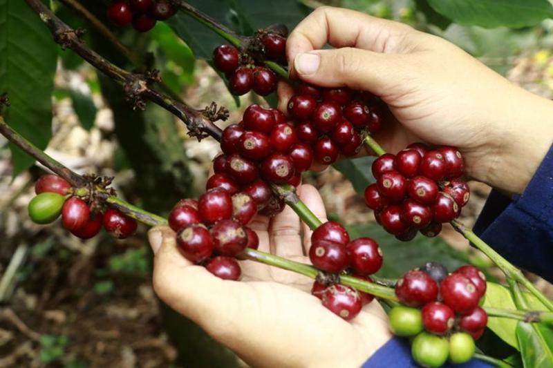 Ekspor kopi Indonesia