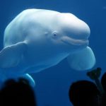 Model bahasa protein