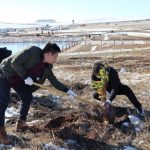 tanam pohon di mongolia