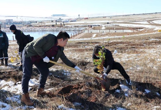 tanam pohon di mongolia