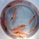 Kril Antarktika adalah hewan