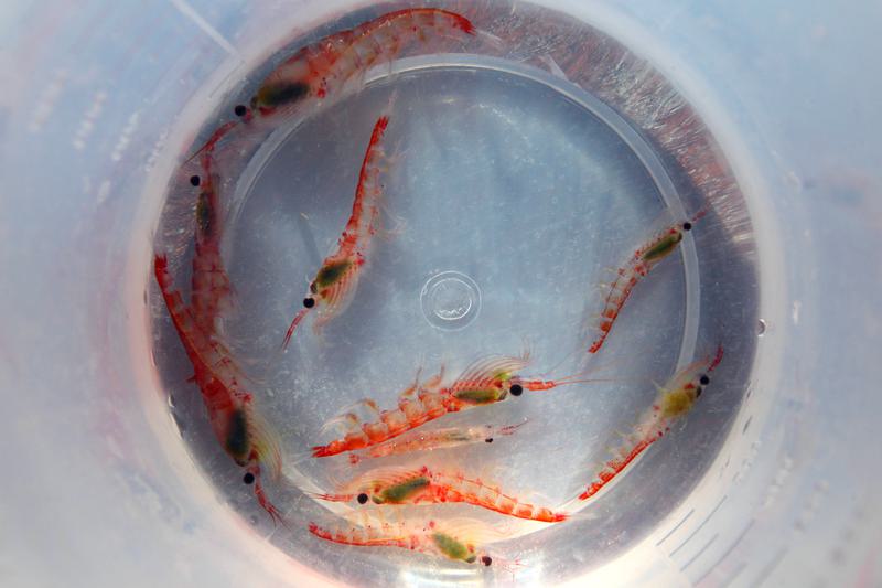 Kril Antarktika adalah hewan