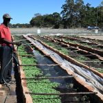Konferensi global pengendalian tembakau
