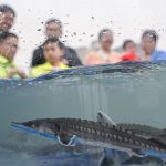 Ikan sturgeon generasi ketiga