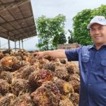 Wilayah perkebunan kelapa sawit