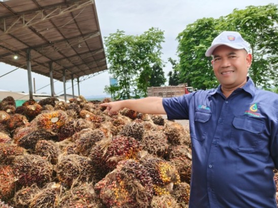 Wilayah perkebunan kelapa sawit
