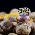 Perdagangan satwa liar