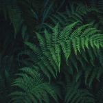 Blechnum orientale