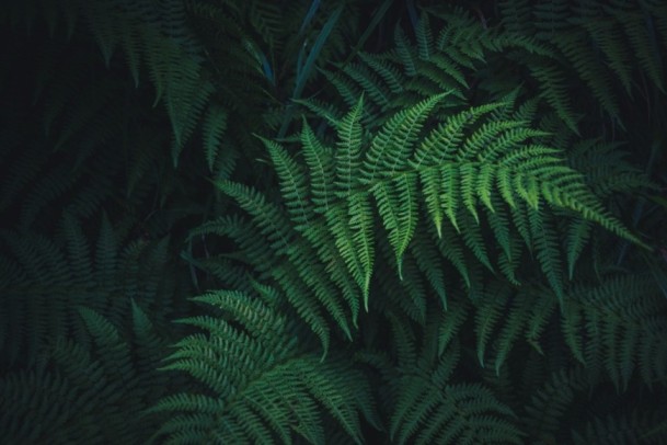 Blechnum orientale