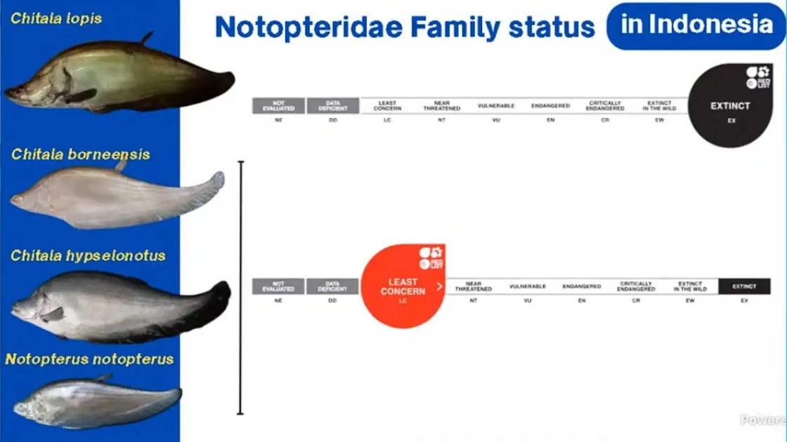 Melatonin memiliki fungsi vital