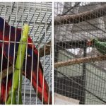 The population of Indonesia’s endemic songbirds