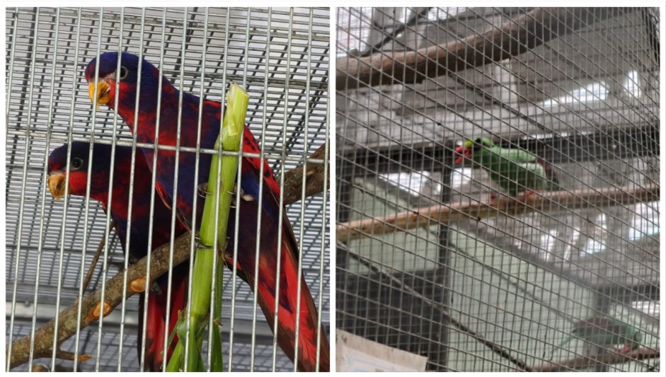 The population of Indonesia’s endemic songbirds