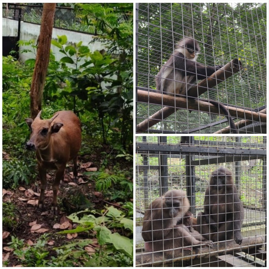 The warty pig (Sus verrucosus)