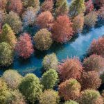 Upaya restorasi hutan