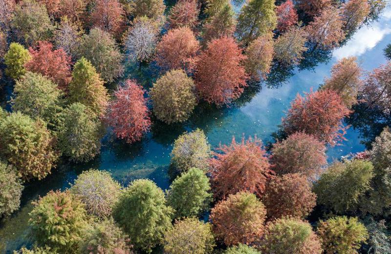 Upaya restorasi hutan