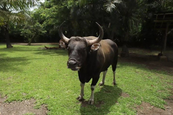 Keragaman genetik banteng Jawa