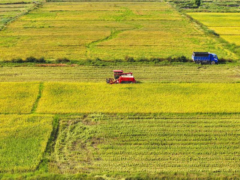 Model AI pertanian China