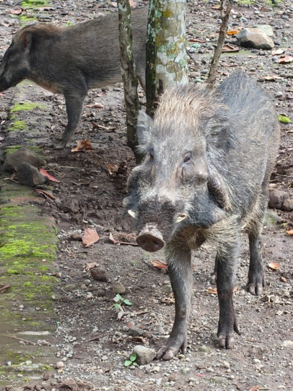 Babi kutil (Sus verrucosus)
