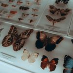 Museum Zoologi Bogor