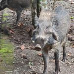 The warty pig (Sus verrucosus)
