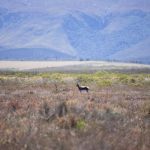 Penilaian keanekaragaman hayati global