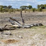 Fluktuasi suhu harian