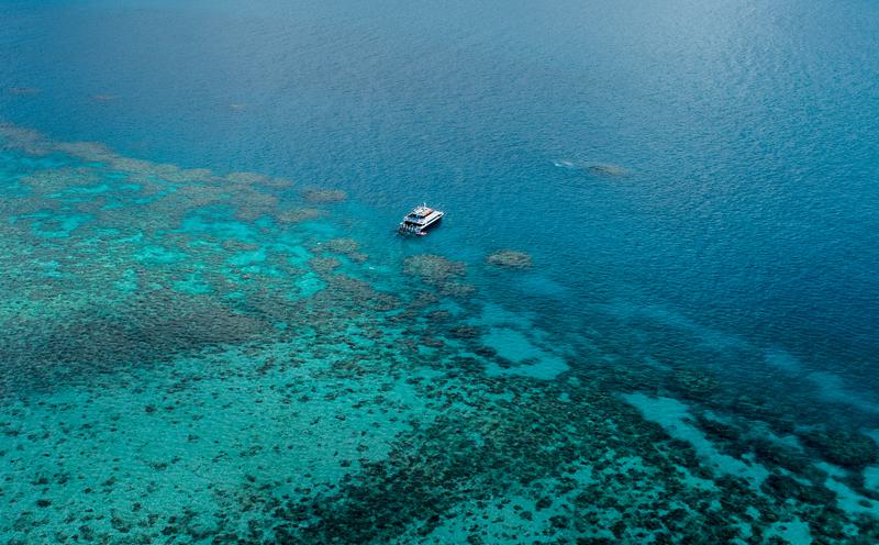 Bintang laut mahkota duri