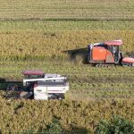 Pemuliaan galur padi