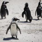 Penguin Afrika (Spheniscus demersus)