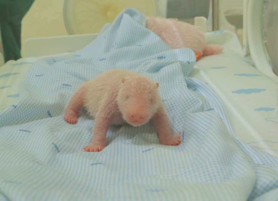 A giant panda cub